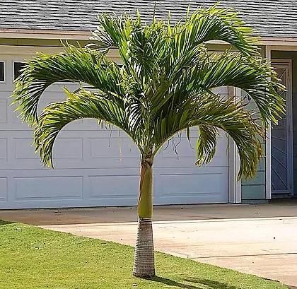 Royal Palm, Roystonia Regia