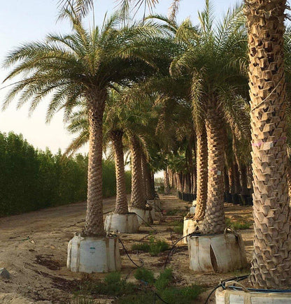 Silver Date Palm, Phoenix Sylvestris, Wild Date Palm