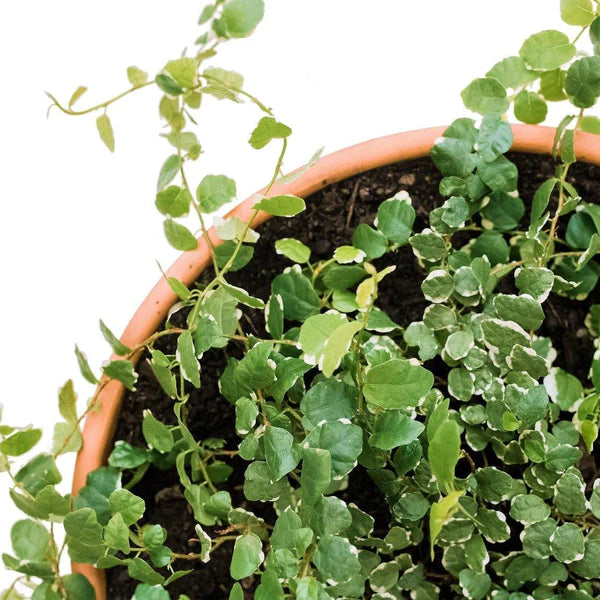 Climbing Fig, Ficus Pumila