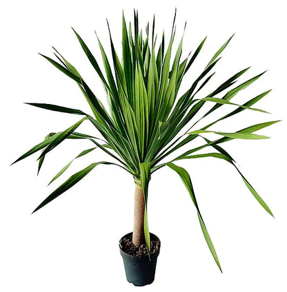 Dracaena Draco, Drago, Dragon Tree