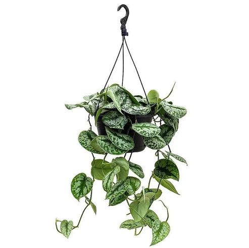 Satin Pothos Hanging