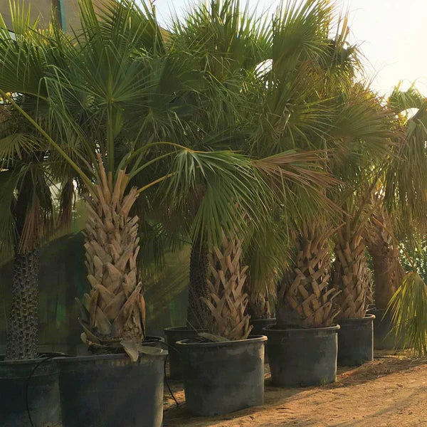 Sabal Palm, Sabal palmetto, Cabbage Palmetto, Carolina Palmetto