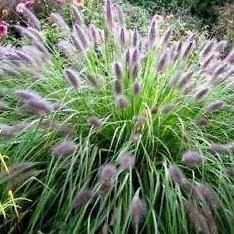 Pennisetum alopecuroides, Chinese fountain grass