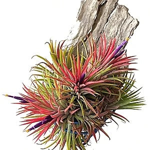 Tillandsia Lonantha Red Clumb