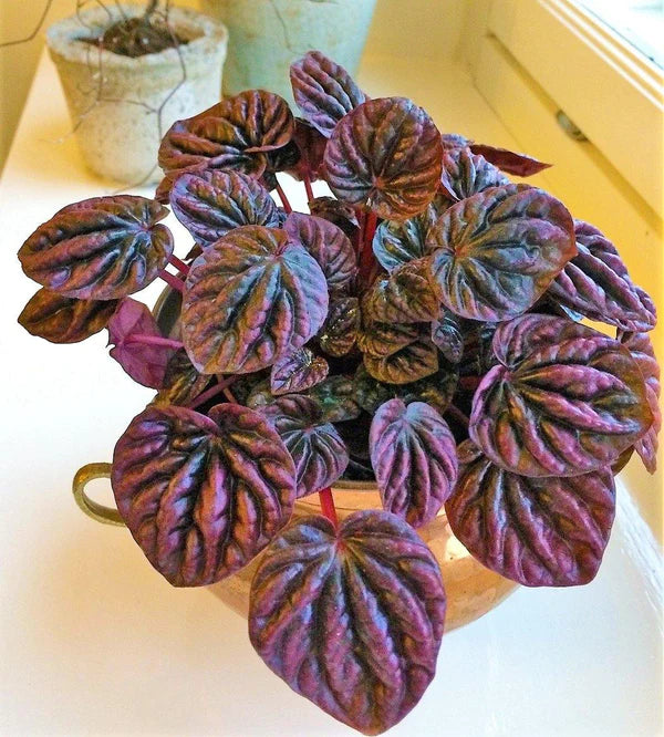 Peperomia Red Luna