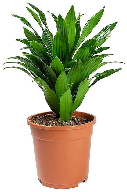 Dracaena Compacta Small