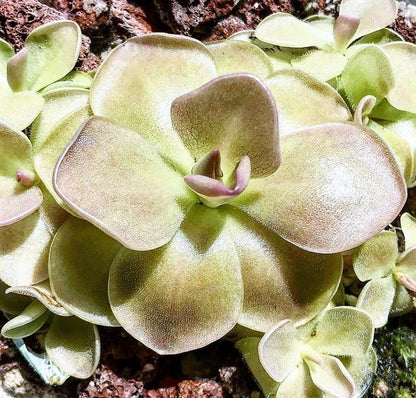 Butterworts , Sarracenia pinguicula