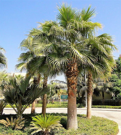 Mexican Fan Palm, Washingtonia Robusta