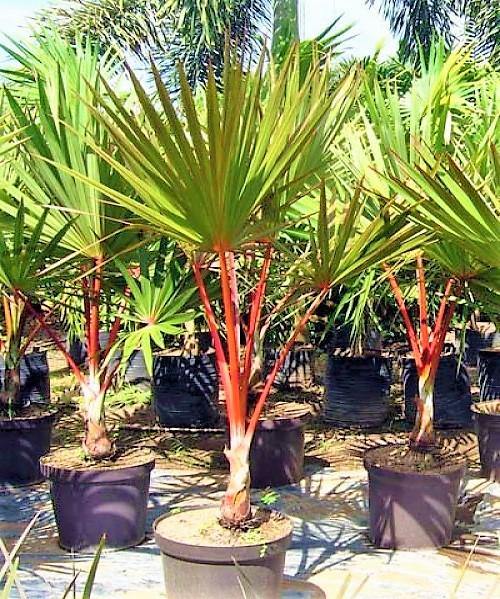 Red Latan Palm, Latania Lontaroides