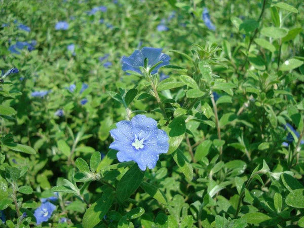 Jacquemontia Pentantha, Sky Blue Cluster Vine