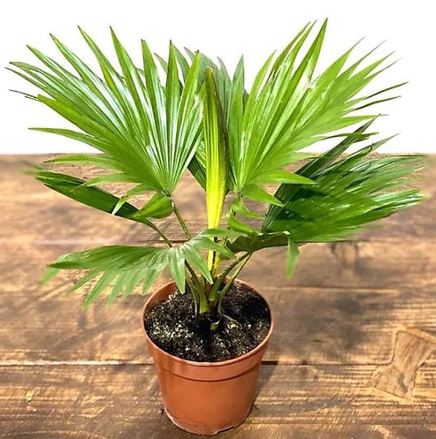 Livistona Palm, Footstool Palm, Table Palm, Fan Palm