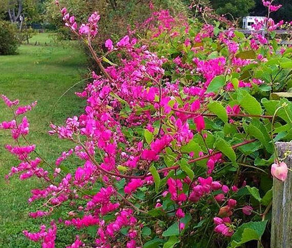 Antigonon Leptopus, Coral vine, Mexican Creeper