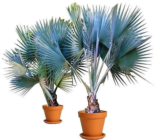 Mexican Blue Palm, Brahea Armata