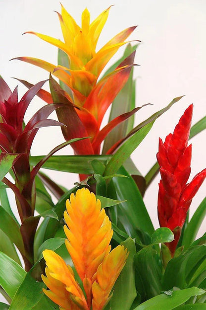 Guzmania Red Yellow Orange Plants, Scarlet Star