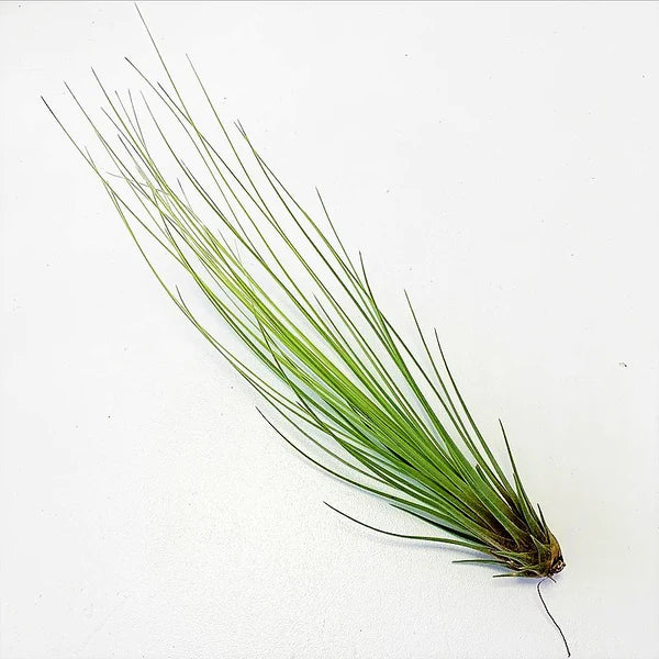 Tillandsia Juncifolia