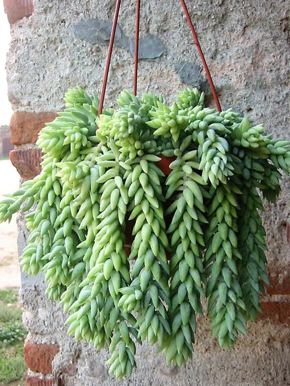 Sedum burrito , Burrows Tail Plant