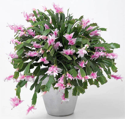 Christmas Cactus