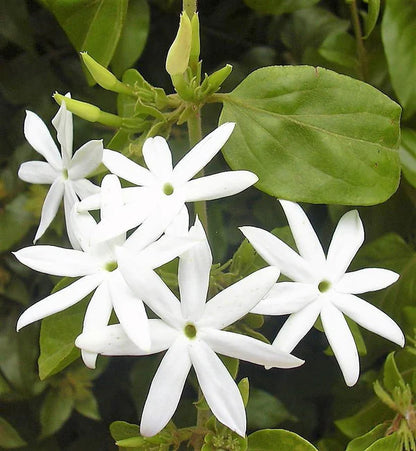 Jasminum Grandiflora, Grandiflorum, Jasmine Climber