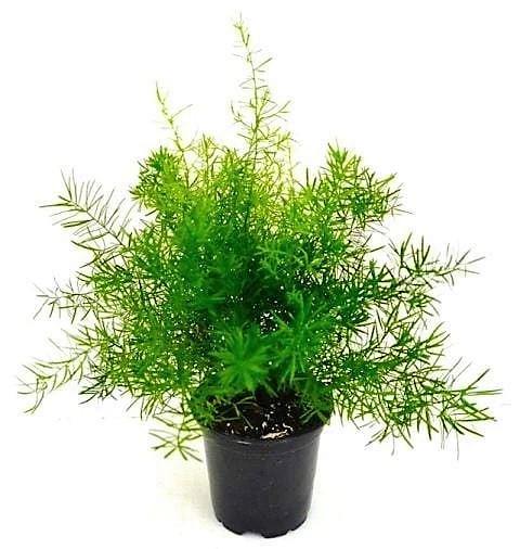 Asparagus Fern