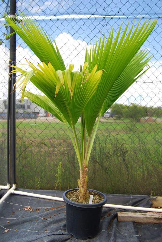 Fiji Fan Palm, Pritchardia Pacifica