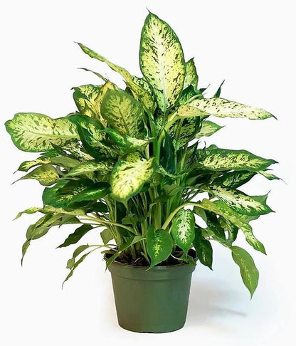 Dieffenbachia, Compacta, Dumb Cane, Leopard Lilly