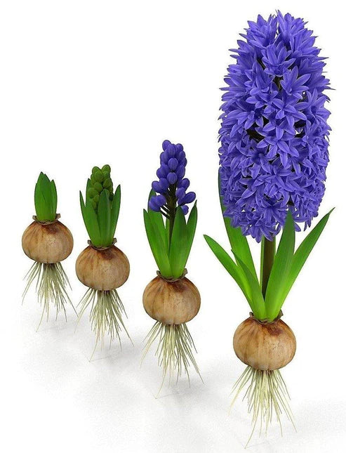 Hyacinth Bulb Fragrance