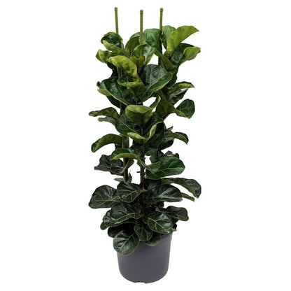 Ficus Lyrata, Fiddle Leaf Fig