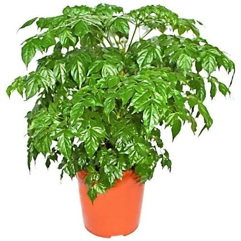 China Doll Plant