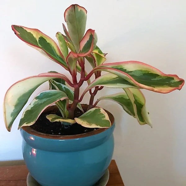 Peperomia Ginny or Tricolor Peperomia