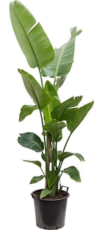 Bird of Paradise