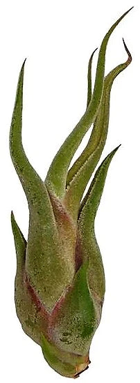 Tillandsia Caput-Medusae