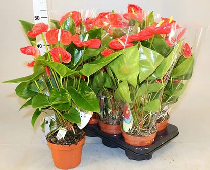 The Flamingo Flower, Anthurium, Andreanum