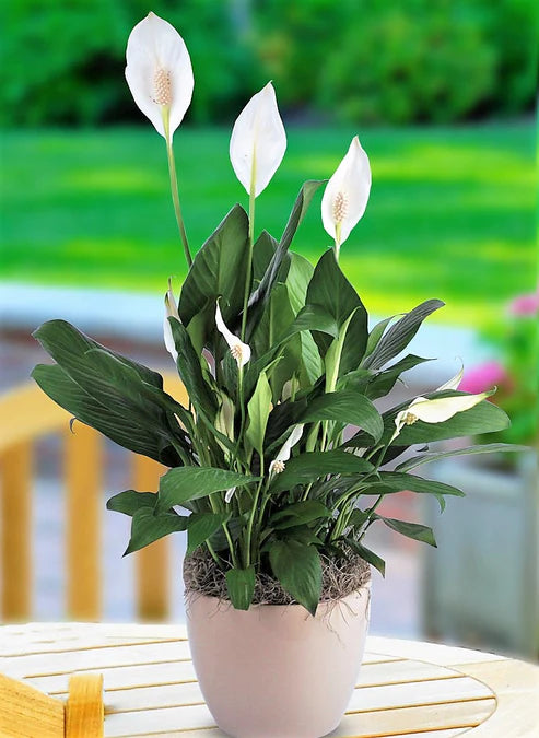 Peace Lily, Spathiphyllum