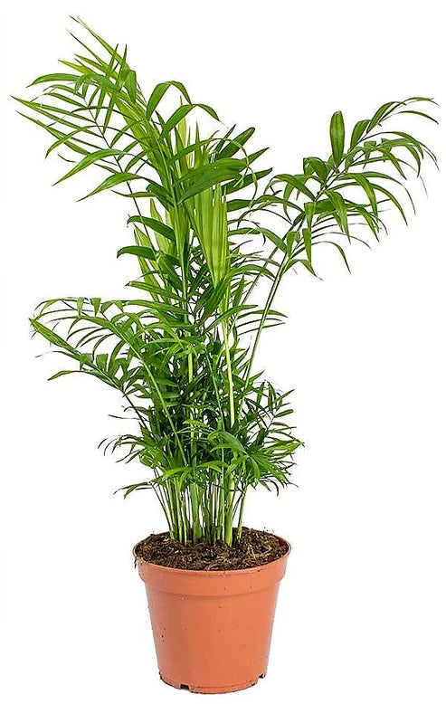 Parlour Palm, Bamboo Palm, Chamaedorea elegans