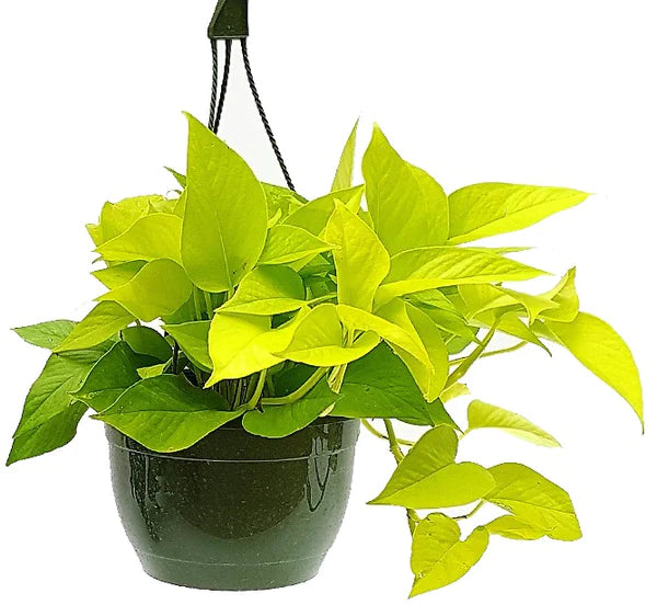 Neon Pothos