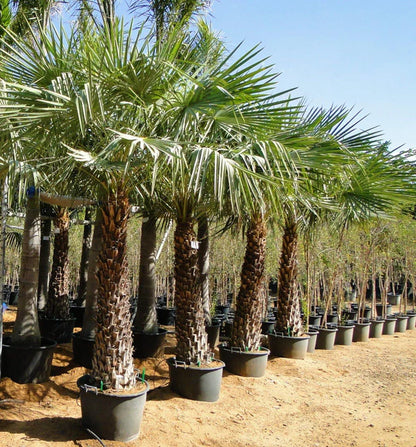 Wax Palm, Copernicia Prunifera