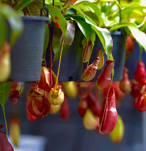 Monkey Jar , Nepenthes big