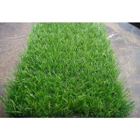 Zoysia Japonica, Korean Lawn Grass