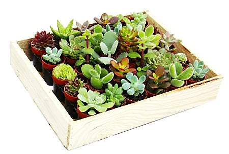 Mini succulents "Per Piece"