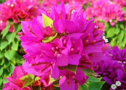 Bougainvillea Pink Pixie