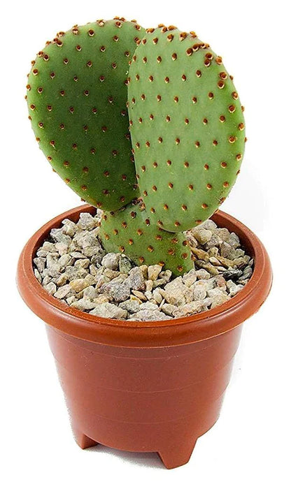 Bunny Ears, Cactus Opuntia Albata