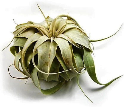 Tillandsia Xerographica