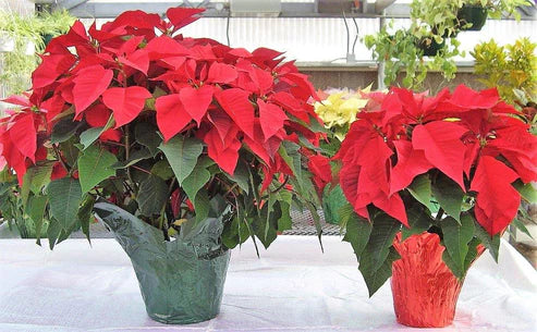 Euphorbia Pulcherrima (Titan Red), Poinsettia