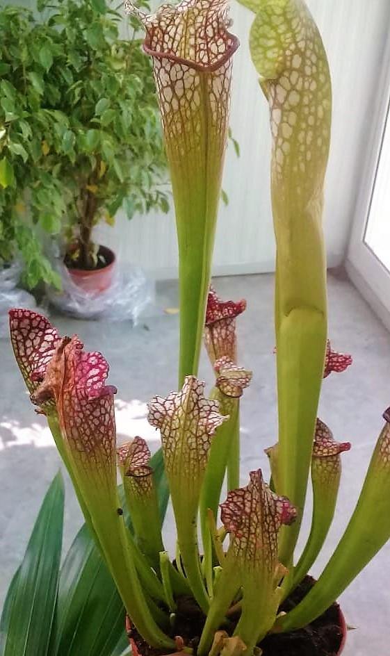 American Pitchers , Sarracenia