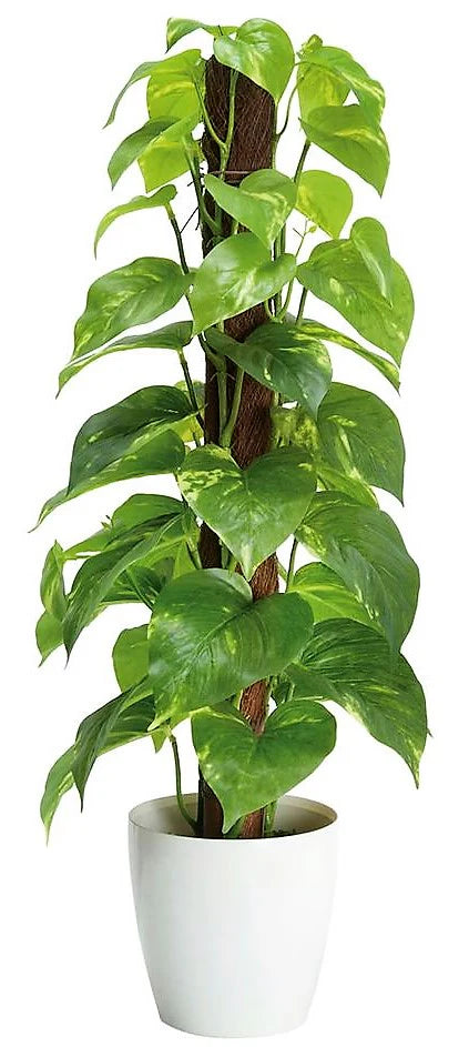 Money Plant, Epipremnum Aureum Mosstok