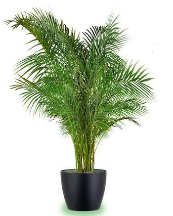 Areca Palm Indoor (Chrysalidocarpus Lutescens)