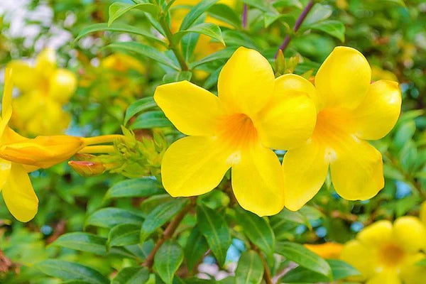 Allamanda Cathartica, Golden Trumpet