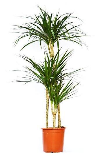 Dracaena Marginata