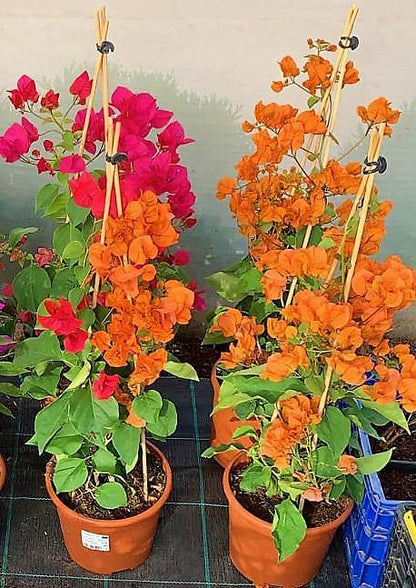 Bougainvillea Spectabilis Orange