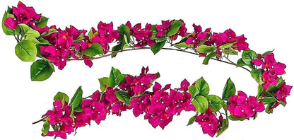 Bougainvillea Spectabilis Pink